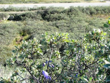 Пересадка Kangerlussuaq; Greenland, Photo Stasmir, Фото Стасмир