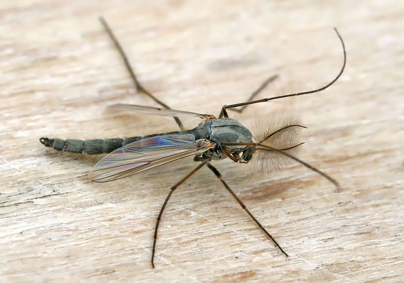 rykmý, хирономиды, Chironomidae, фото с сайта fjord.su